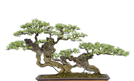 A small bonsai tree in a ceramic pot  Isolated on a white background の写真素材