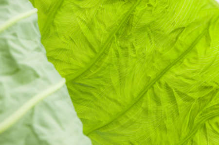 New leaf of  taro, by macro-shot の写真素材