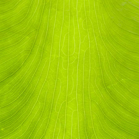 Leaf of  taro, by macroshot の写真素材