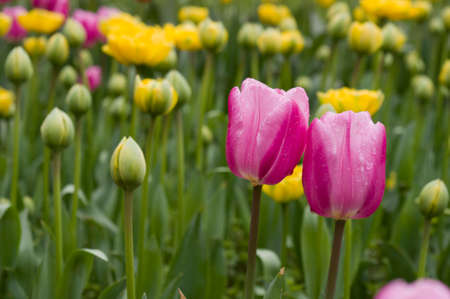 Colorful tulipの写真素材