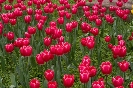 Colorful tulipの写真素材