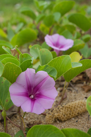 flower of ipomoea pes capraeの写真素材