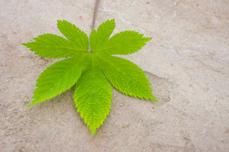 Humulus Japonicus leafの写真素材