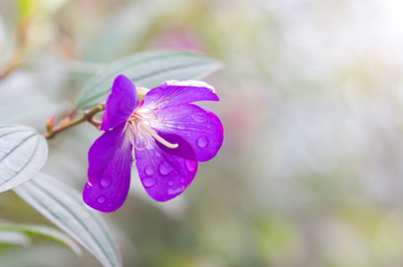 flower of Melastoma normaleの写真素材