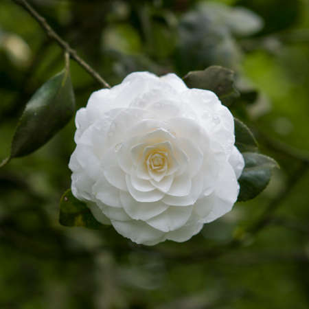 flower of camelliaの写真素材