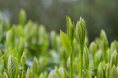 Green leaf and neonatal leaf