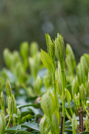 Green leaf and neonatal leaf