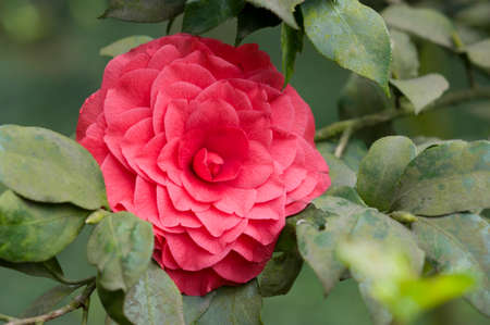 flower of camelliaの写真素材