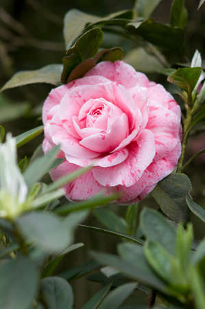 flower of camelliaの写真素材