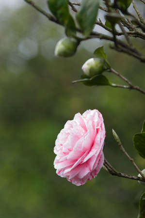 flower of camelliaの写真素材