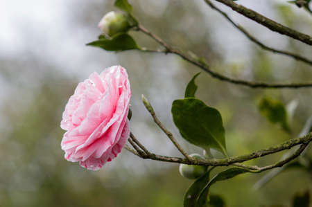 flower of camelliaの写真素材