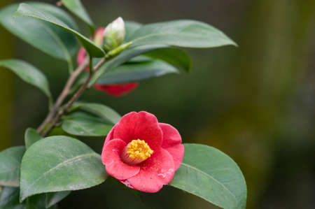 flower of camelliaの写真素材