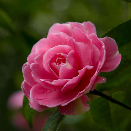 flower of camelliaの写真素材