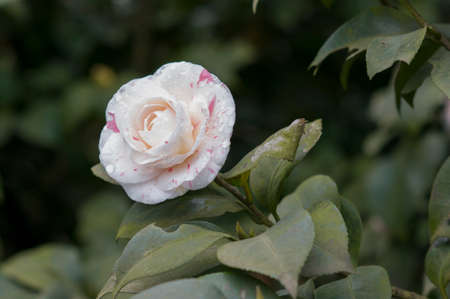 flower of camelliaの写真素材