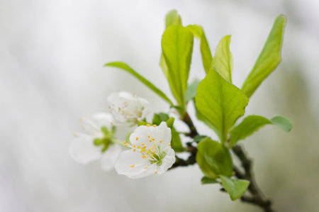 sakura blossom is blooming in spring.