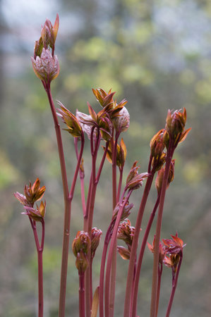 red neonatal leaf of peony
