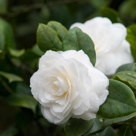 flower of camelliaの写真素材