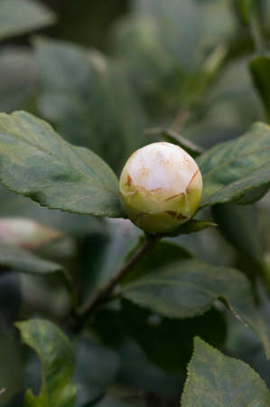 flower bud of camelliaの写真素材