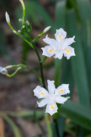 flower of Iris japonica