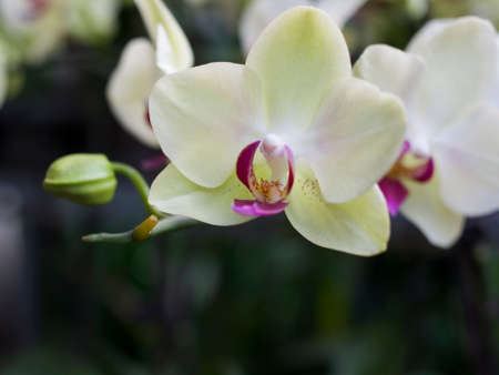 flower of phalaenopsisの写真素材