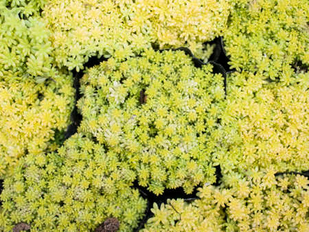 a lot of succulent plants の写真素材