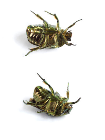 cockchafer by macro shot against white background. in china.の写真素材