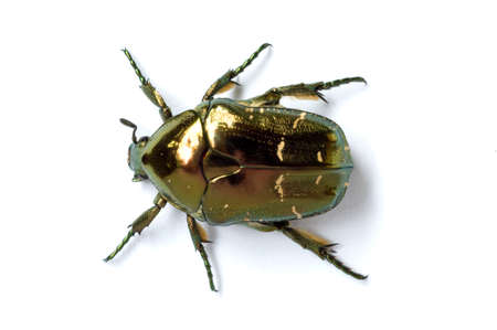 cockchafer by macro shot against white background. in china.の写真素材
