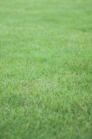 grass land by macroの写真素材
