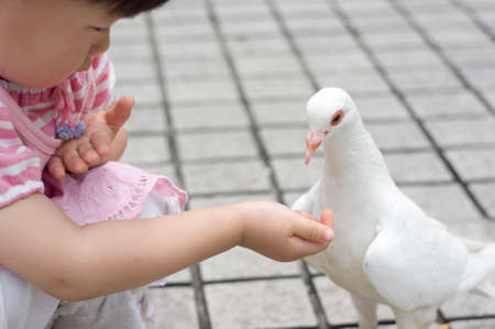 A child was feeding pigeons.の写真素材