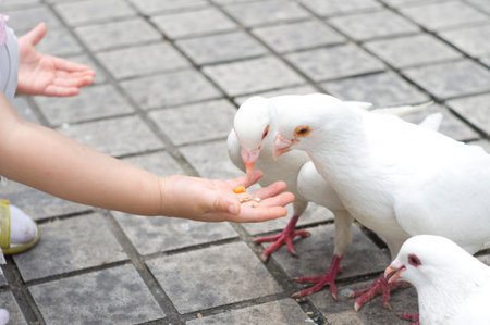 A child was feeding pigeons.