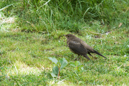 bird