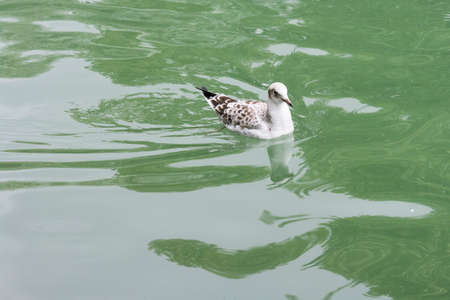 brown-headed Gull on water, shot at tibet china.の写真素材