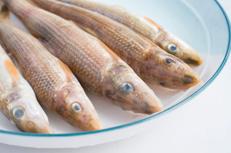 fish in disk