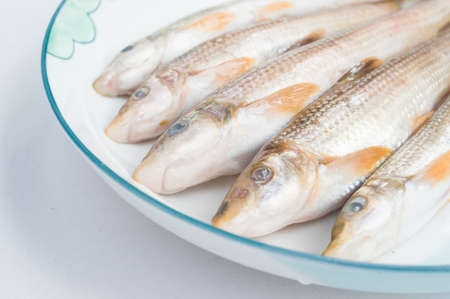 fish in diskの写真素材
