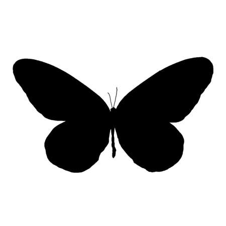 butterfly cucoloris isolated on whiteの写真素材