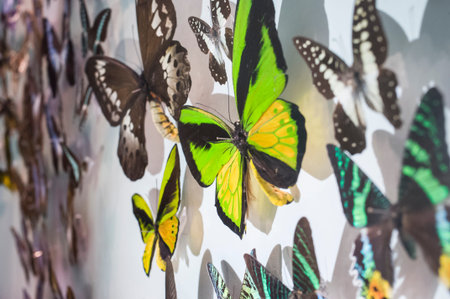 butterfly specimen on showの写真素材