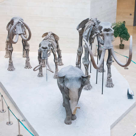 Sculpture of elephant and skeletons of mammoth in displayのeditorial素材