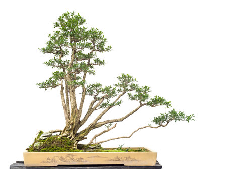 chinese old bonsaiの写真素材