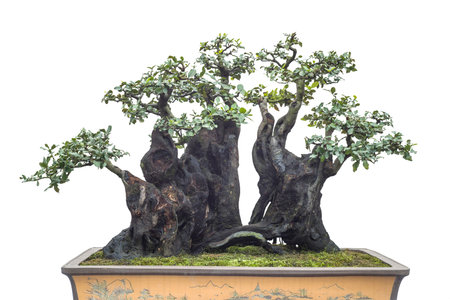 chinese old bonsaiの写真素材
