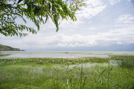 Wetland at Erhai lake, Dali, Chinaの写真素材