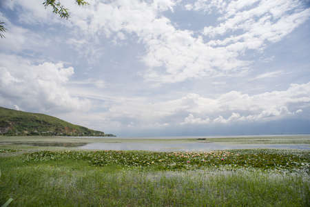 Wetland at Erhai lake, Dali, Chinaの写真素材