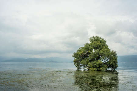 Tree on the waterの写真素材