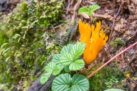 Mushroom in the forestの写真素材