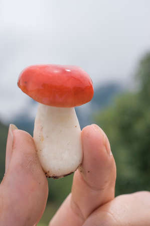 Red mushroom in handの写真素材