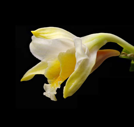 Dendrobium orchid on black backgroundの写真素材