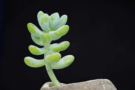 twig of succulent plantの写真素材