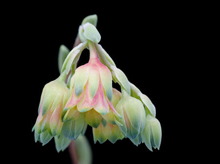Succulent plant on black backgroundの写真素材