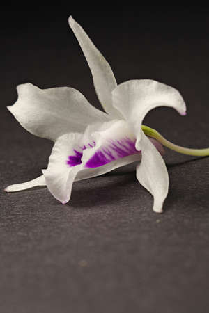Dendrobium orchidの写真素材