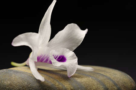 Dendrobium orchidの写真素材