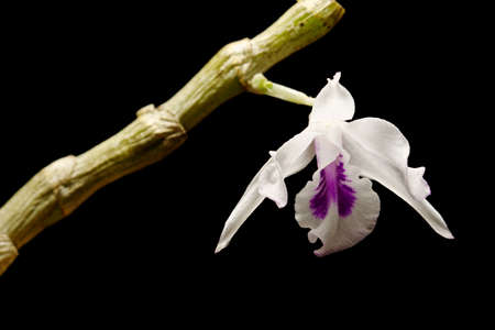 Dendrobium orchid on black backgroundの写真素材